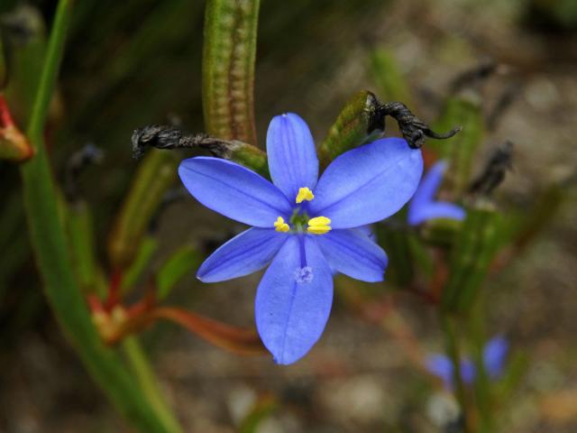 Aristea ecklonii Baker