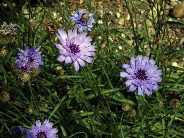 Poblekla modrá (Catananche caerulea L.)