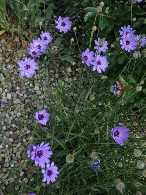 Poblekla modrá (Catananche caerulea L.)