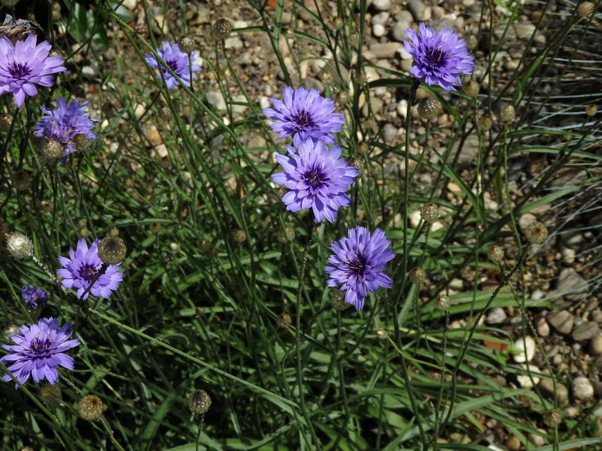 Poblekla modrá (Catananche caerulea L.)