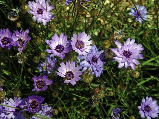 Poblekla modrá (Catananche caerulea L.)