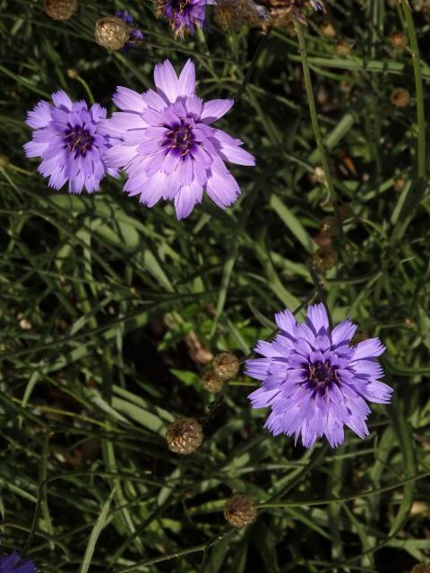 Poblekla modrá (Catananche caerulea L.)