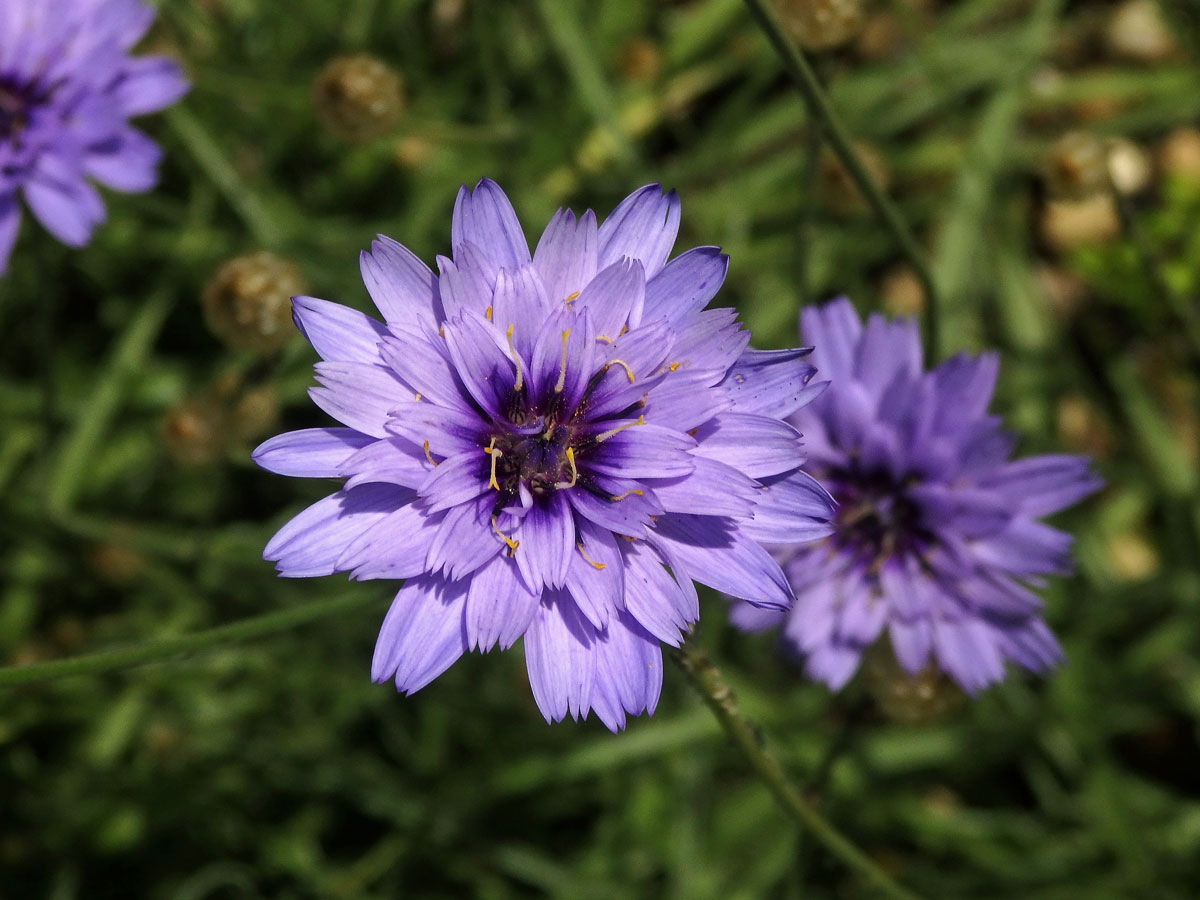 Poblekla modrá (Catananche caerulea L.)