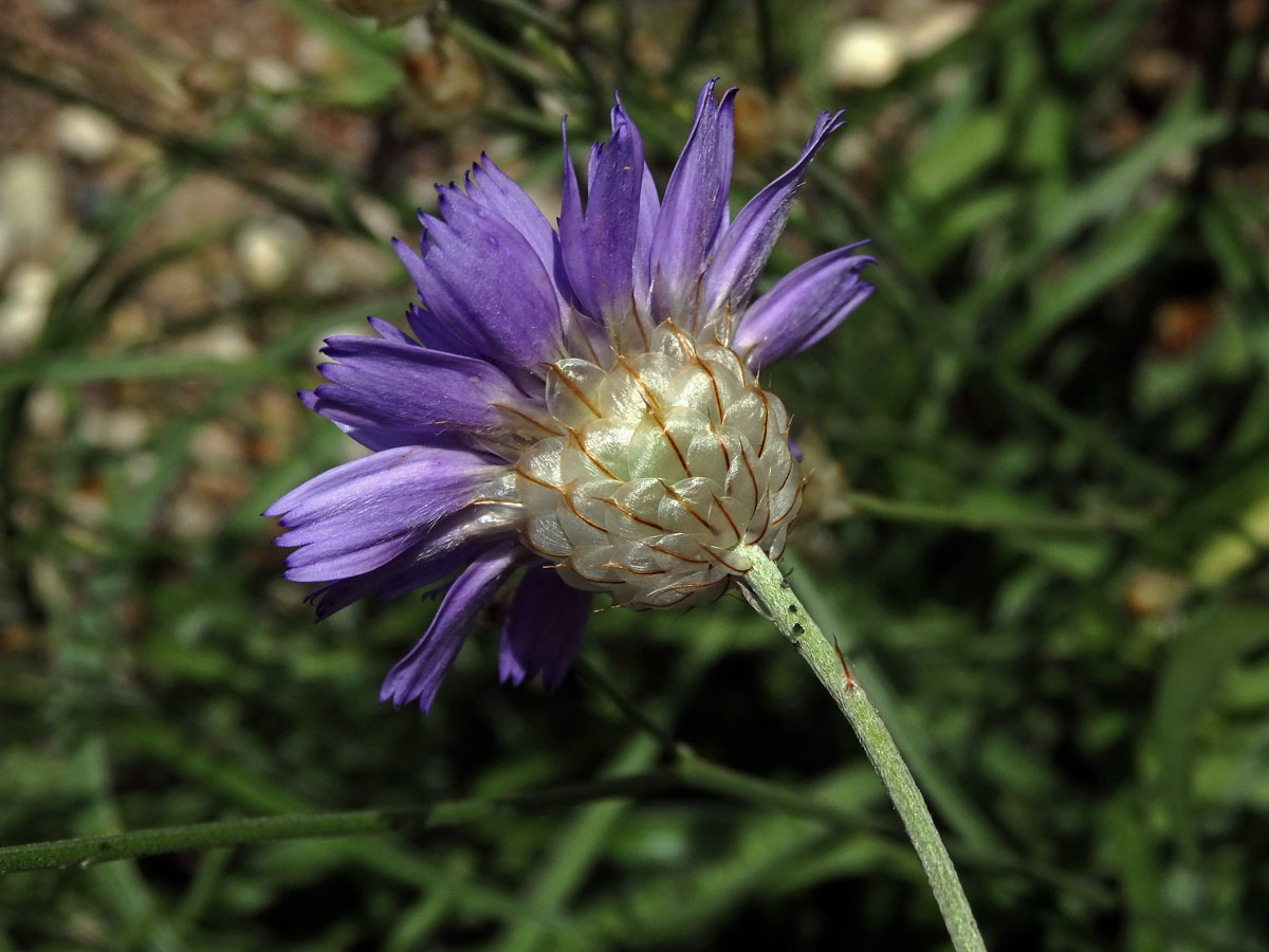 Poblekla modrá (Catananche caerulea L.)