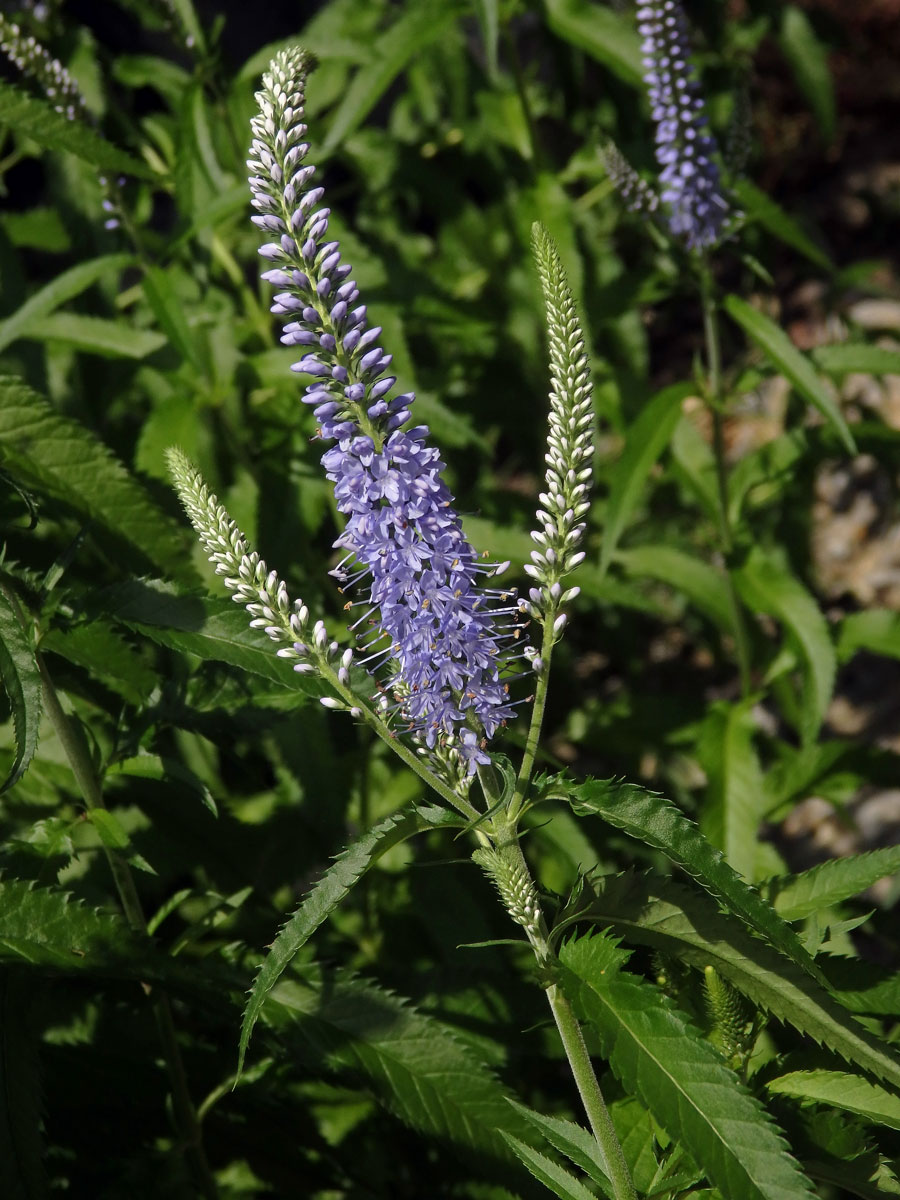 Rozrazil (Veronica subsessilis (Miq.) Carriere)