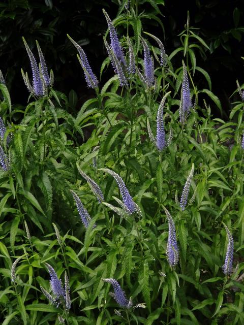 Rozrazil (Veronica subsessilis (Miq.) Carriere)