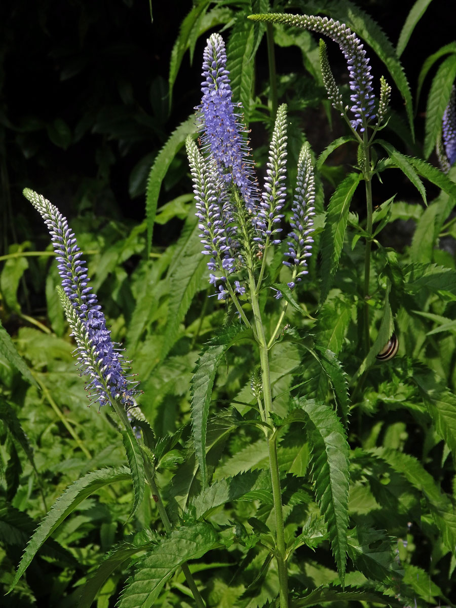 Rozrazil (Veronica subsessilis (Miq.) Carriere)