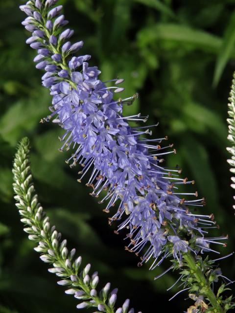 Rozrazil (Veronica subsessilis (Miq.) Carriere)