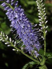 Rozrazil (Veronica subsessilis (Miq.) Carriere)