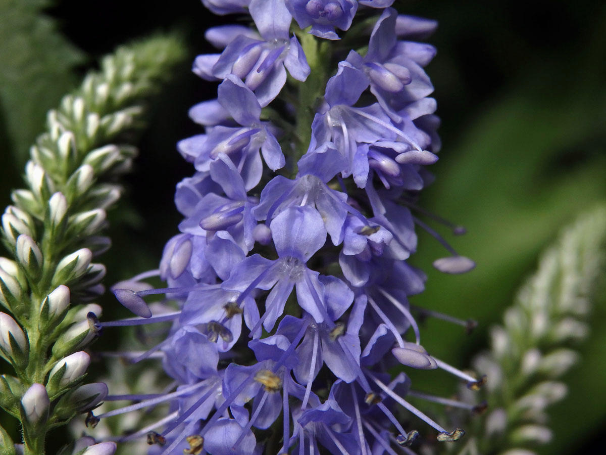 Rozrazil (Veronica subsessilis (Miq.) Carriere)