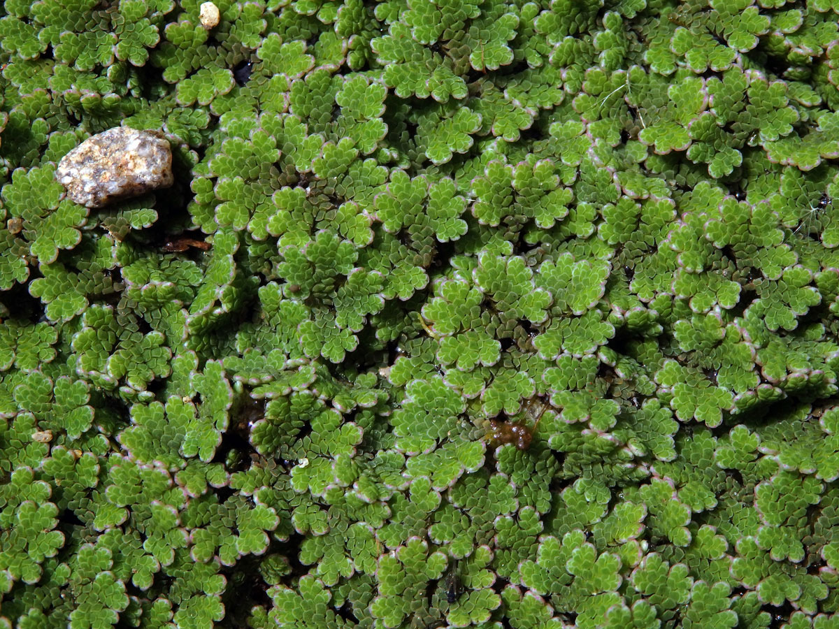 Azola americká (Azolla filiculoides Lam.)