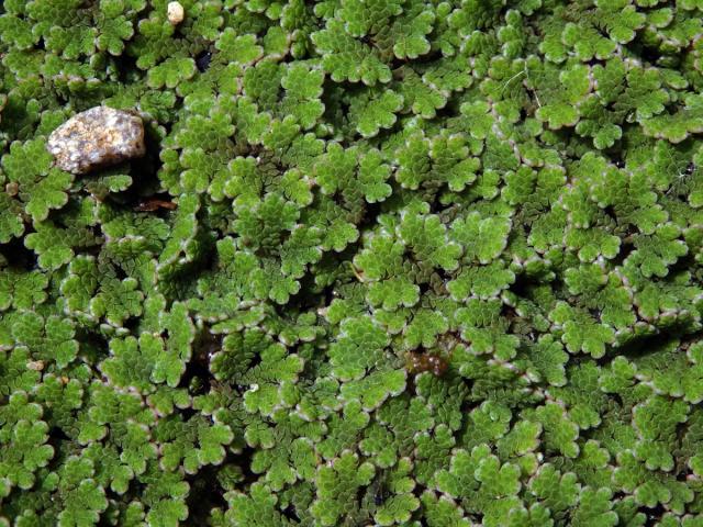 Azola americká (Azolla filiculoides Lam.)