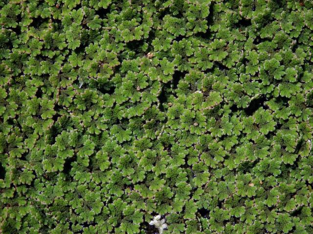 Azola americká (Azolla filiculoides Lam.)