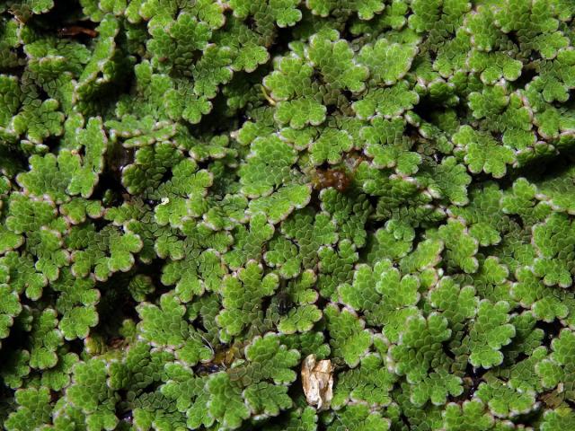 Azola americká (Azolla filiculoides Lam.)