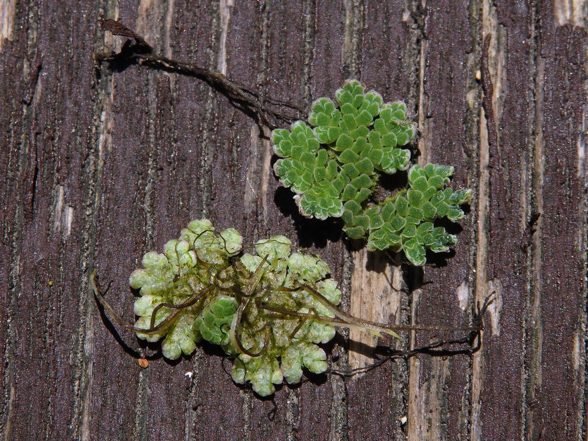 Azola americká (Azolla filiculoides Lam.)