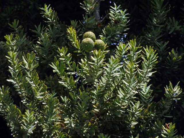 Damaroň jižní (Agathis australis (D. Don) Steudel)