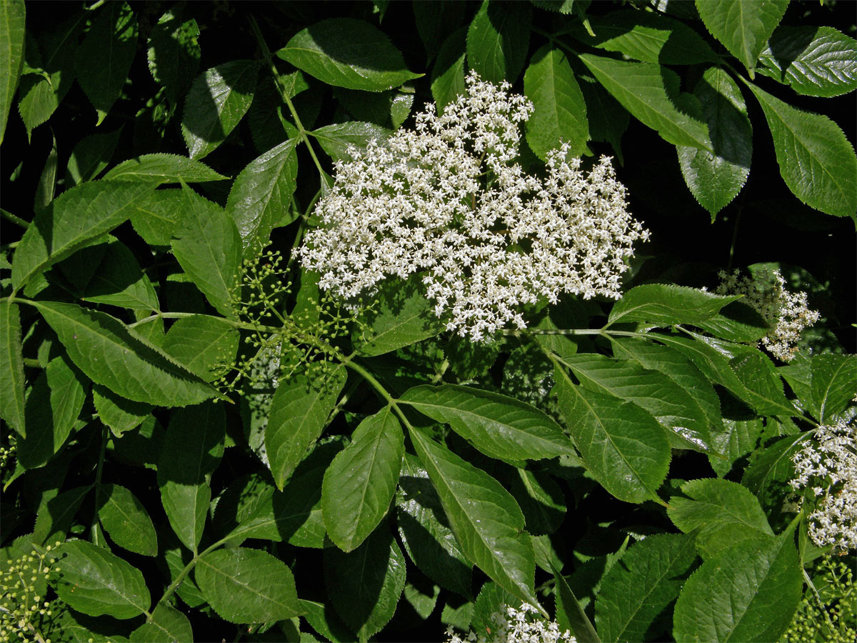 Bez černý (Sambucus nigra L.)