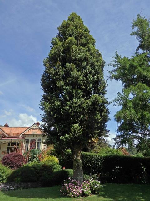 Damaroň jižní (Agathis australis (D. Don) Steudel)