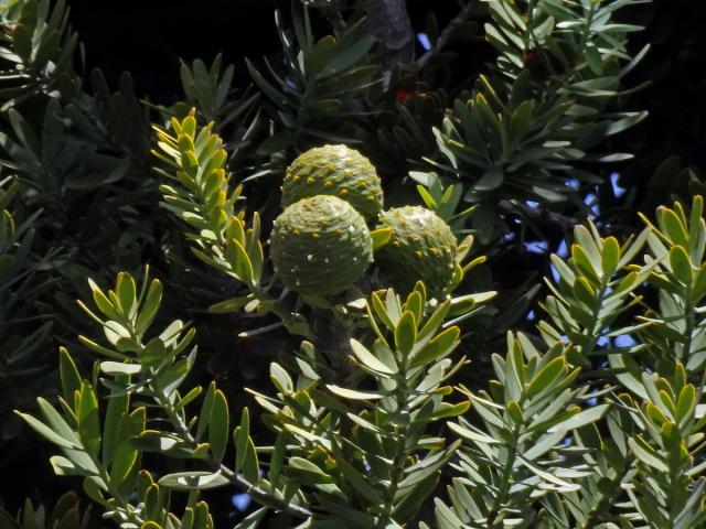 Damaroň jižní (Agathis australis (D. Don) Steudel)