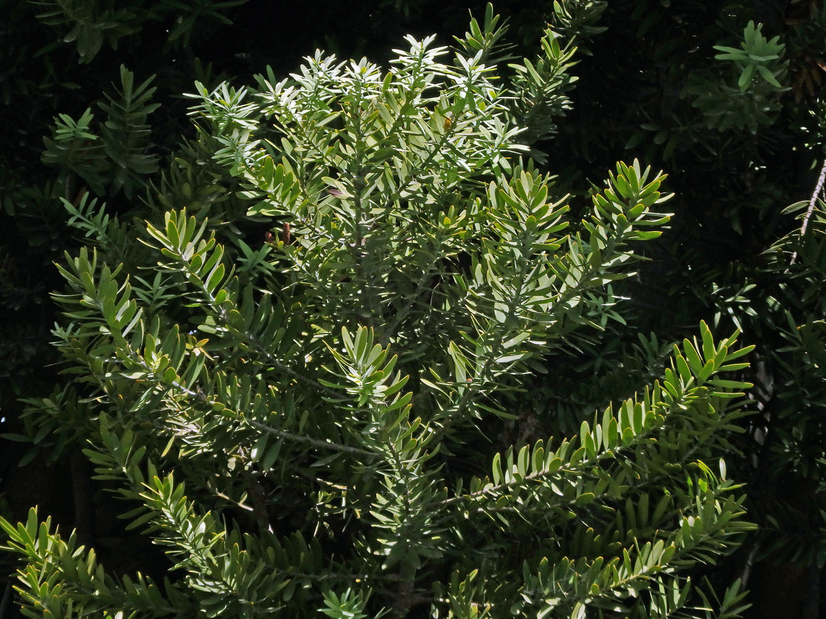 Damaroň jižní (Agathis australis (D. Don) Steudel)