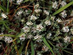 Pimelea prostrata Willd.