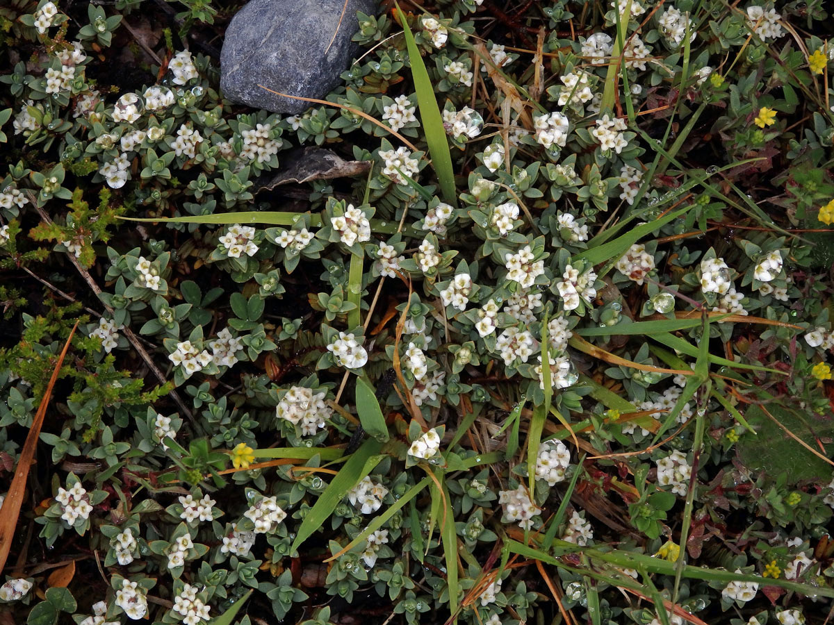 Pimelea prostrata Willd.