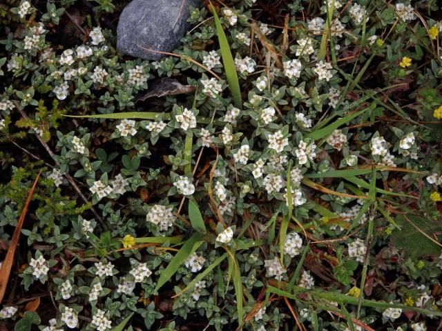 Pimelea prostrata Willd.