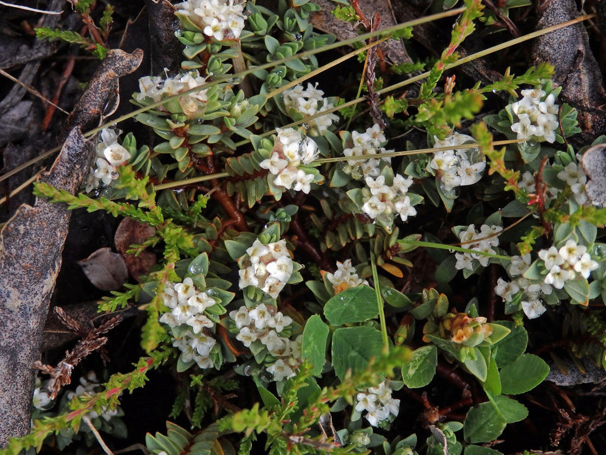 Pimelea prostrata Willd.