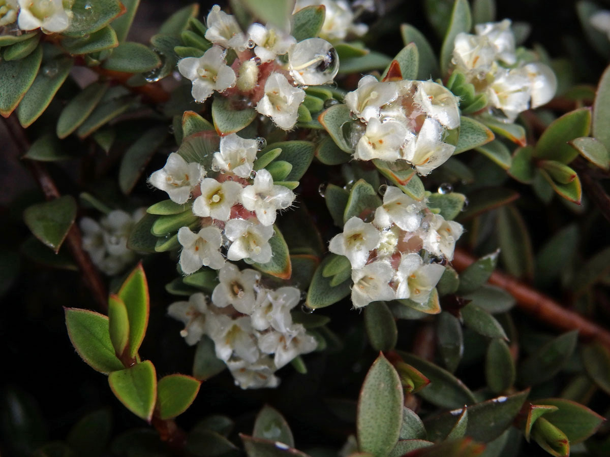 Pimelea prostrata Willd.