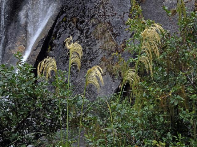 Austroderia richardii (Endl.) N. P. Barker & H. P. Linder