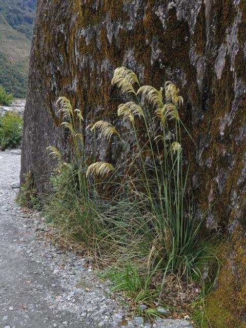 Austroderia richardii (Endl.) N. P. Barker & H. P. Linder