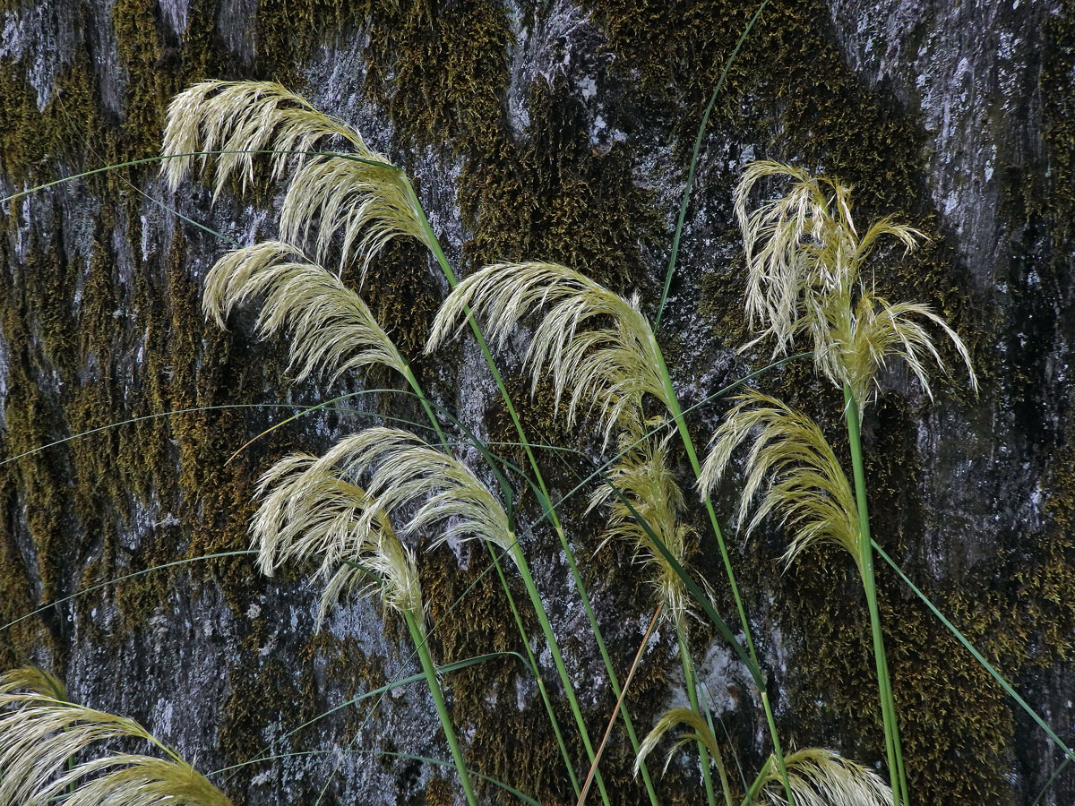 Austroderia richardii (Endl.) N. P. Barker & H. P. Linder