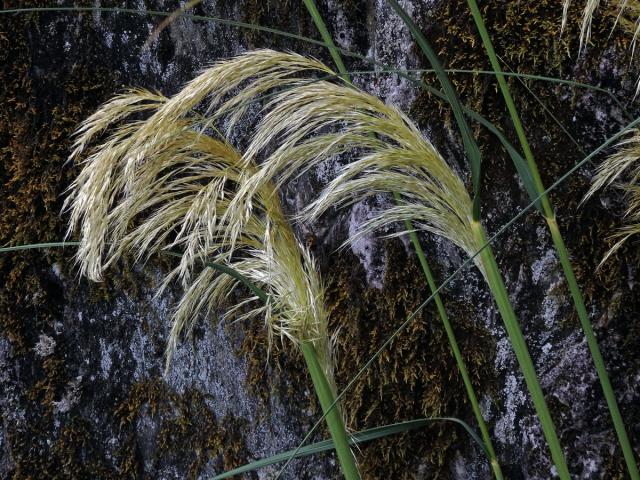 Austroderia richardii (Endl.) N. P. Barker & H. P. Linder