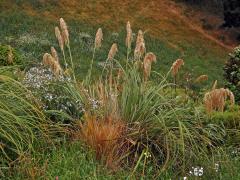 Austroderia fulvida (Buchanan) N. P. Barker & H. P. Linder