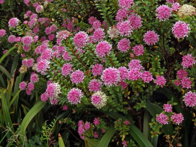 Pimelea ferruginea Labill.