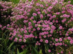 Pimelea ferruginea Labill.