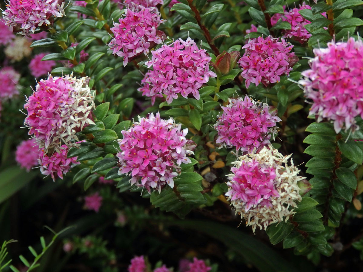 Pimelea ferruginea Labill.