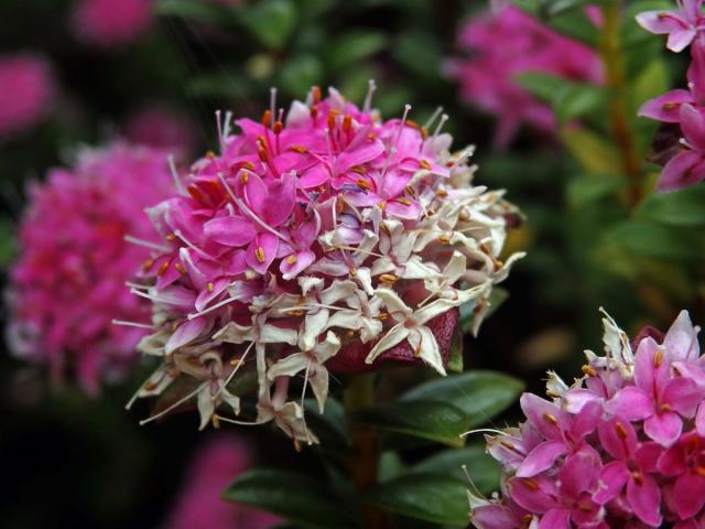 Pimelea ferruginea Labill.