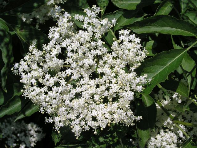 Bez černý (Sambucus nigra L.)