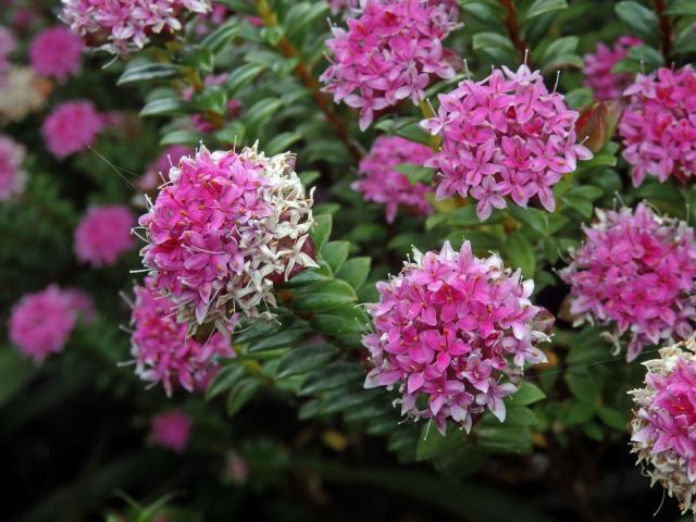 Pimelea ferruginea Labill.