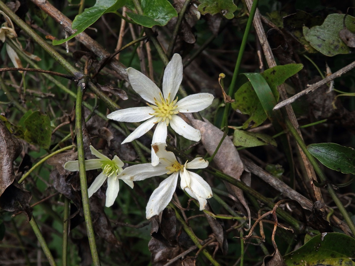 Plamének (Clematis forsteri J. F. Gmel.)