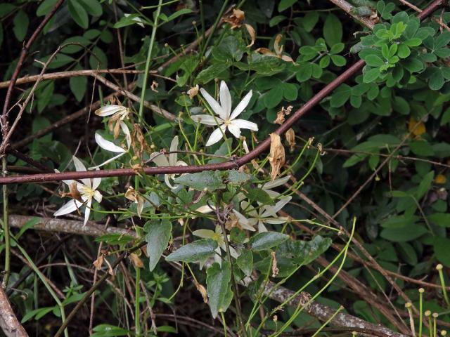 Plamének (Clematis forsteri J. F. Gmel.)