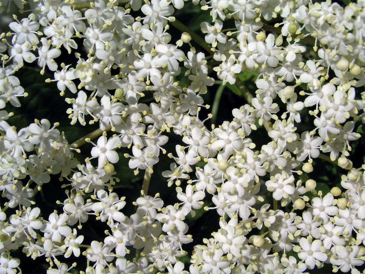 Bez černý (Sambucus nigra L.)