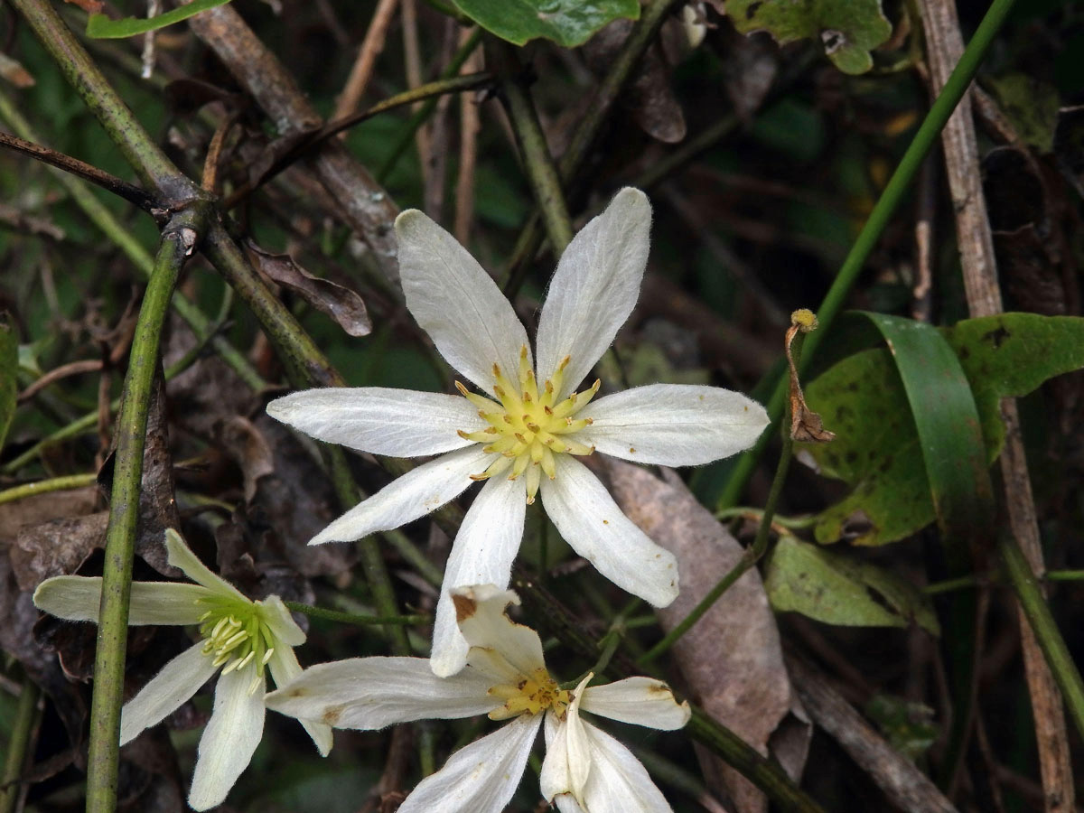 Plamének (Clematis forsteri J. F. Gmel.)