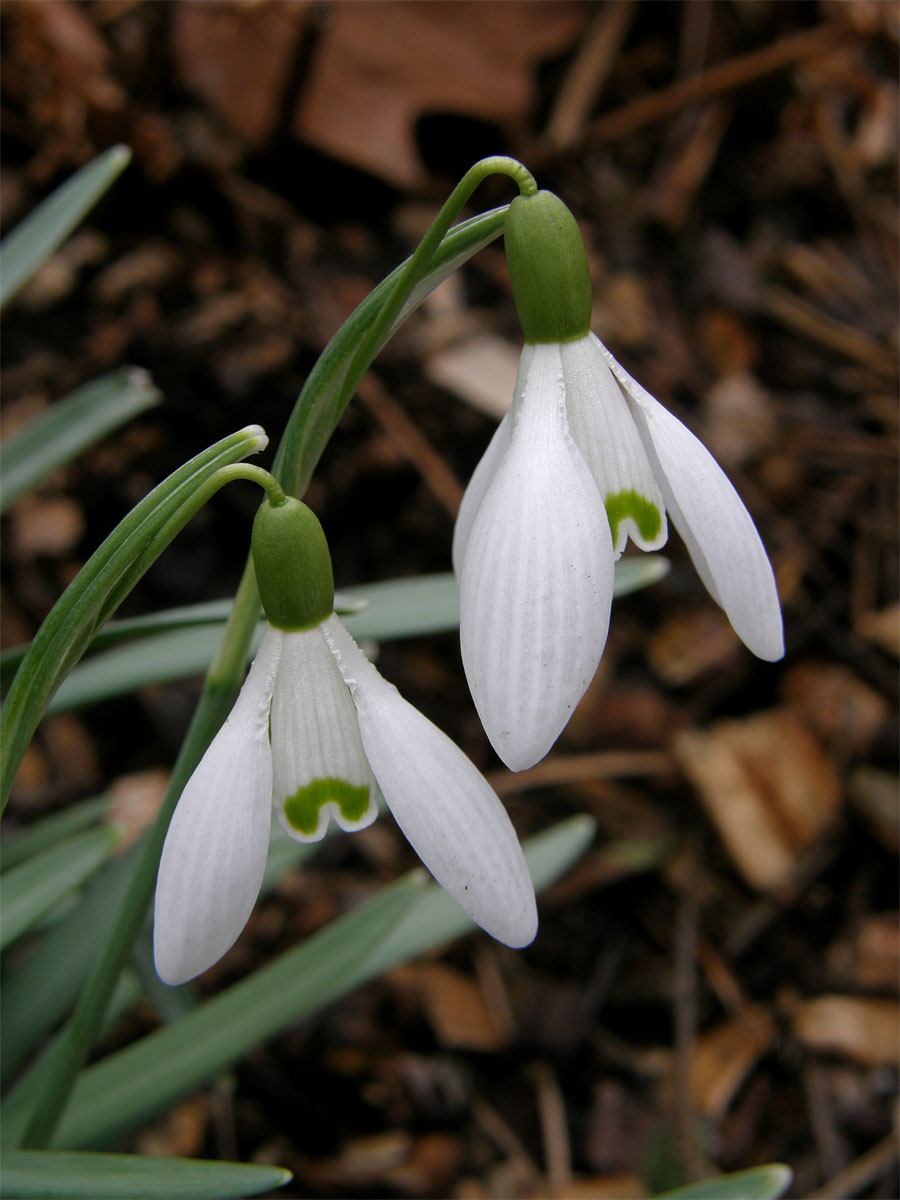 Sněženka podsněžník (Galanthus nivalis L.)