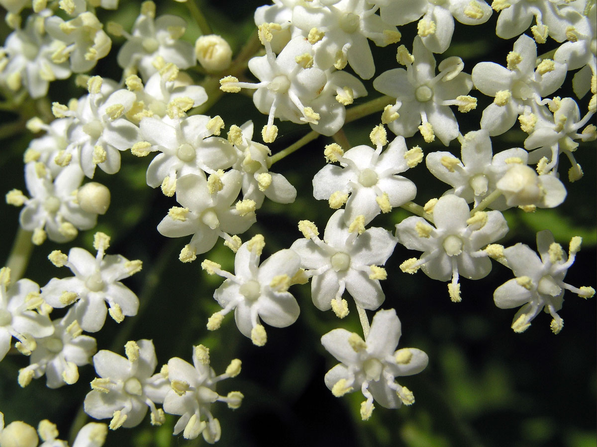 Bez černý (Sambucus nigra L.)