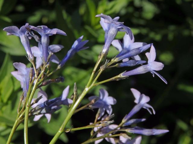 Amsonia orientalis Decne.