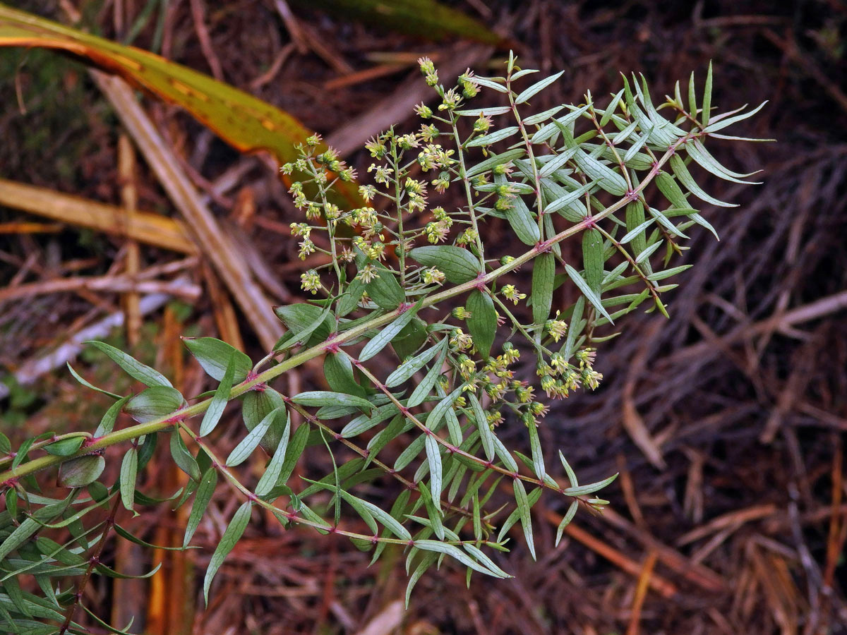 Kožařka (Coriaria sarmentosa G. Forst)