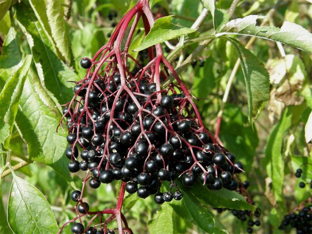 Bez černý (Sambucus nigra L.)