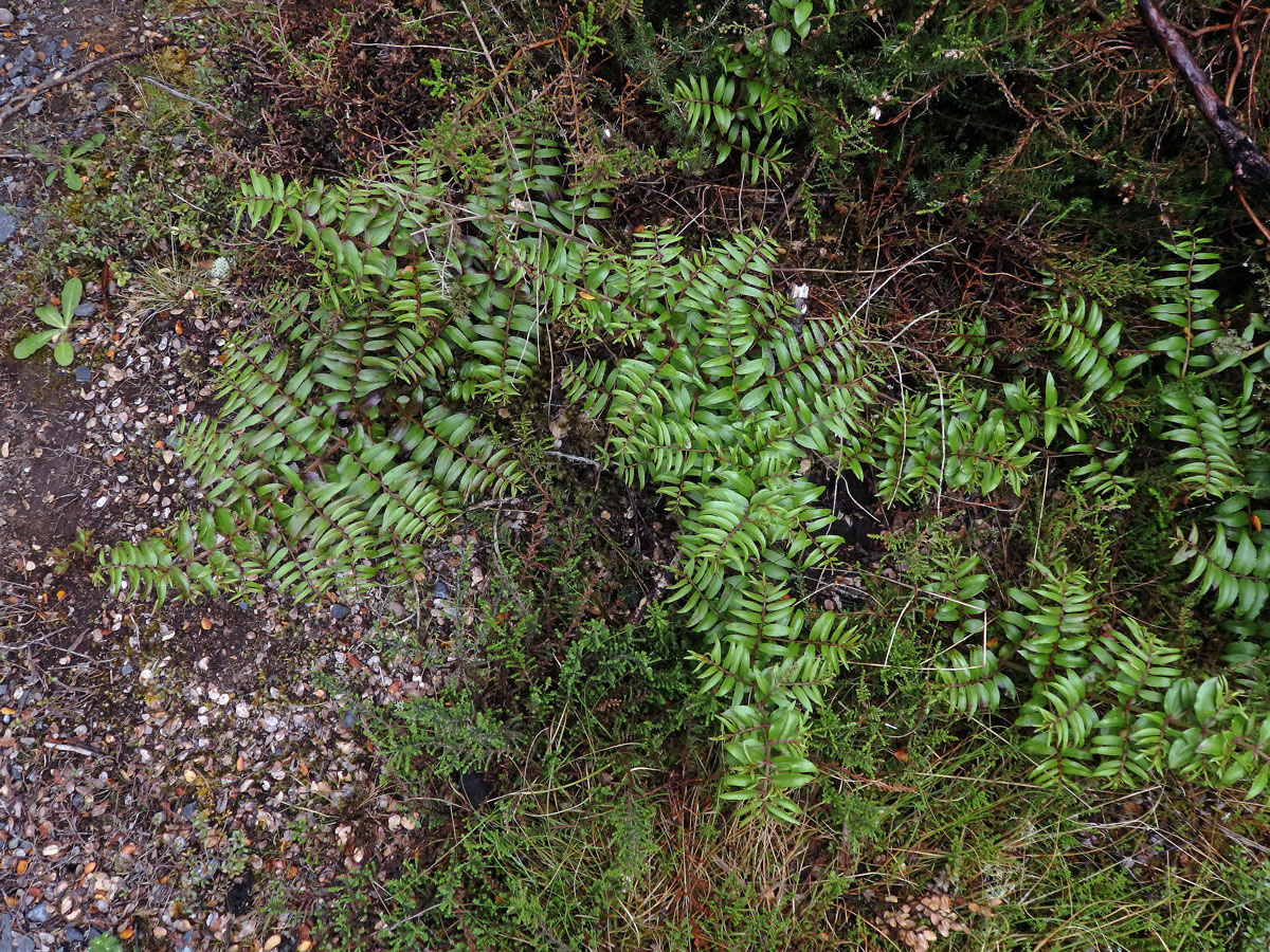 Kožařka (Coriaria sarmentosa G. Forst)